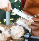 Schwein am Spieß